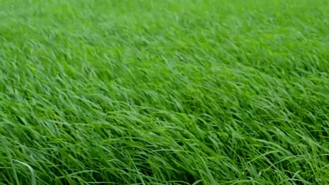 Beautiful movement of paddy Video stock 230212395