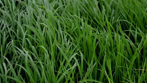 Beautiful movement of paddy Stock Footage 230212396