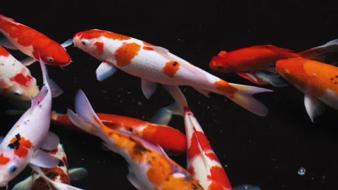 Beautiful multi color koi fish swimming close up view with dark background Stock Footage 155337221
