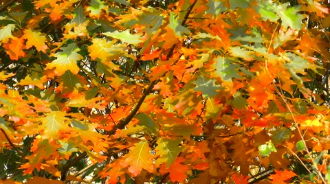 Beautiful multi-colored autumn leaves on a tree Stock Footage 68190876