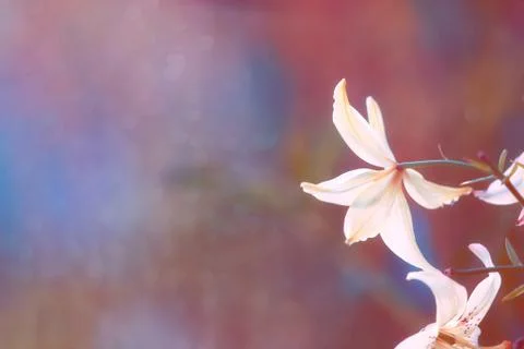 Beautiful multi-colored background with white lilies Foto stock