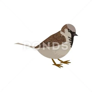 Beautiful multi-colored bird isolated on white background. Stock Illustration