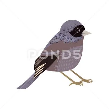 Beautiful multi-colored bird isolated on white background. Stock Illustration