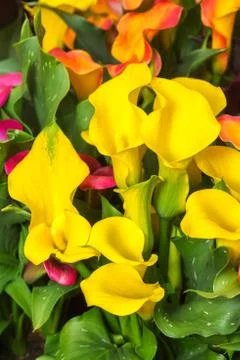Beautiful multi colored Calla lily flowers in garden Stock Photos