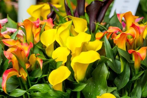 Beautiful multi colored Calla lily flowers in garden Stock Photos