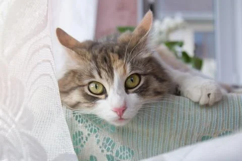 A beautiful multi-colored cat lies at home on a table on a tablecloth Stock Photos