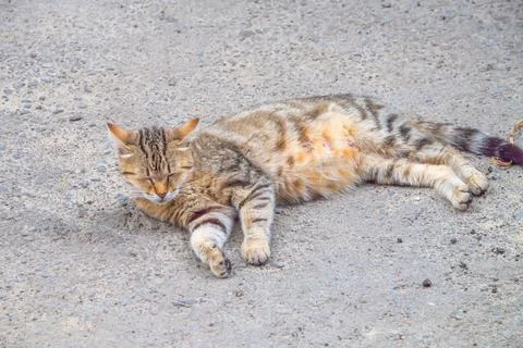 A beautiful, multi-colored cat lies on the road, selective focus Stock Photos