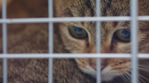A beautiful multi-colored cat is in a pet carrier Stock Footage 282050710