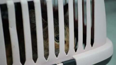 A beautiful multi-colored cat is in a pet carrier Stock Footage 282050738