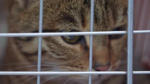 A beautiful multi-colored cat is in a pet carrier Stock Footage 282050905