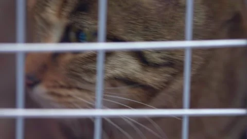 A beautiful multi-colored cat is in a pet carrier Stock Footage 282051247