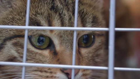 A beautiful multi-colored cat is in a pet carrier Stock Footage 282051302