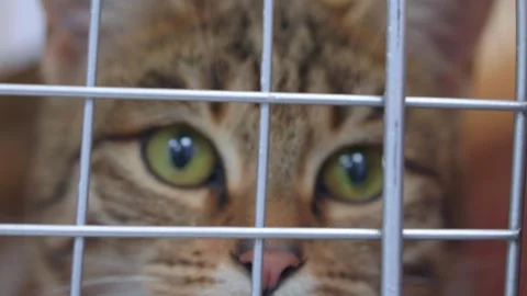 A beautiful multi-colored cat is in a pet carrier Stock Footage 282051315