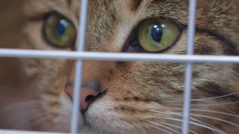 A beautiful multi-colored cat is in a pet carrier Stock Footage 282051370