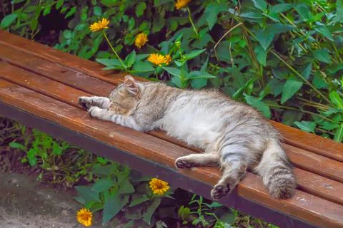 A beautiful, multi-colored cat is resting on the street on a bench, sleeping, Stock Photos