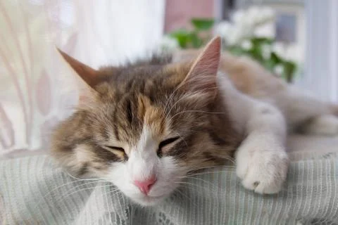 Beautiful multi-colored cat sleeps at home on the table on the tablecloth Stock Photos