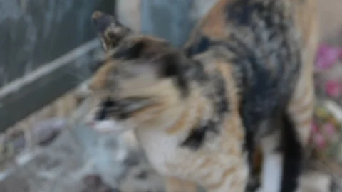 A beautiful multi colored cat is walking on garden Video stock 107626958