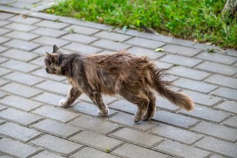 A beautiful, multi-colored cat walks along the path, sleeps, selective focus Stock Photos