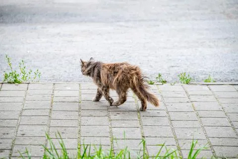 A beautiful, multi-colored cat walks along the path, sleeps, selective focus Stock Photos