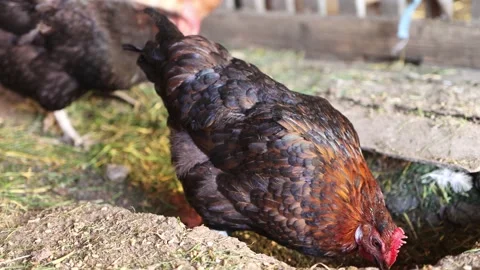 A beautiful multi-colored chicken digs the ground with its feet and eats. Stock Footage 195005139