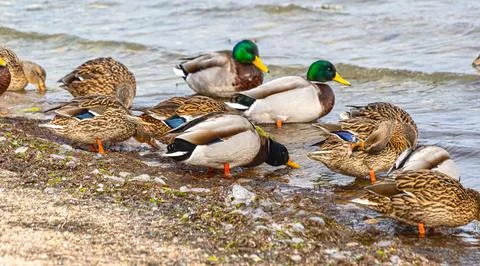 Beautiful multi-colored ducks Stock Photos