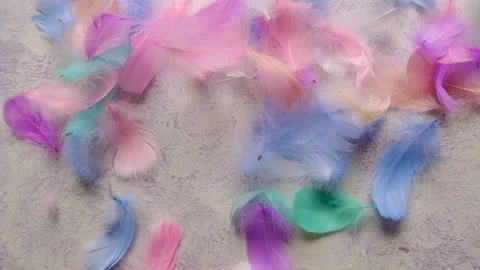 Beautiful multi-colored feather soft and fluffy. Selective focus. Stock Footage 232703368