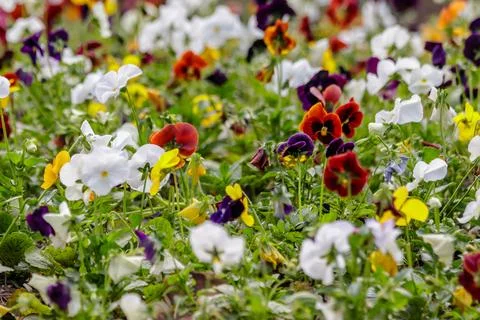 Beautiful multi-colored flowers on the flower bed field Stock Photos