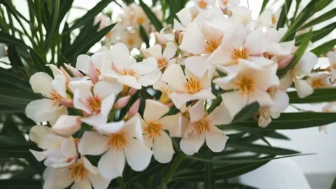 Beautiful multi-colored flowers Stock Footage 167016418