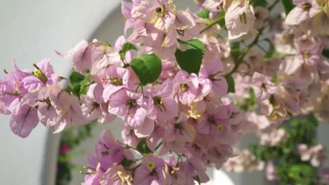 Beautiful multi-colored flowers Stock Footage 167016423