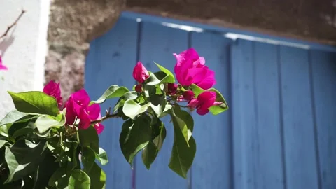 Beautiful multi-colored flowers Stock Footage 167016833