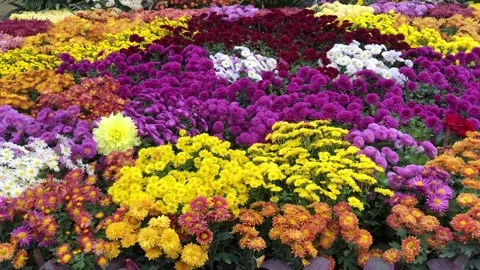Beautiful Multi-Colored Flowers in a Park Garden 스톡 동영상 344644848