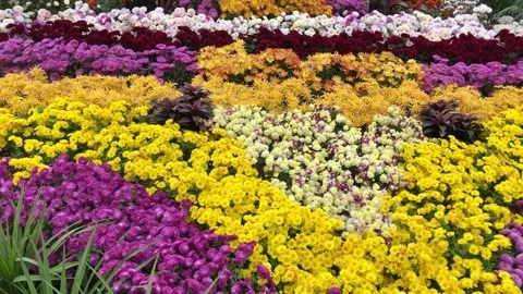 Beautiful Multi-Colored Flowers in a Park Garden Stockbeeldmateriaal 344644974