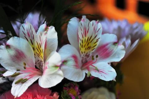 Beautiful multi colored flowers Stock Photos