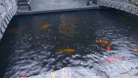 Beautiful multi-colored koi carp float in the thickness water of the pond Stock Footage 303173156