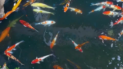 Beautiful multi-colored koi carp float in the thickness water of the pond Vidéo 330883843