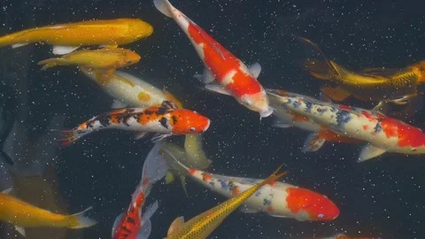 Beautiful multi-colored koi carp float in the thickness water of the pond 库存影片 330887135