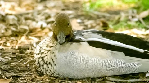 Beautiful multi colored maned duck sitting nested on ground, slow motion Stock Footage 68457628