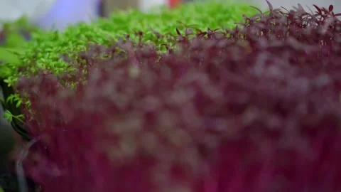 Beautiful multi-colored microgreen stands on the restaurant table. Focus change Stock Footage 141322963