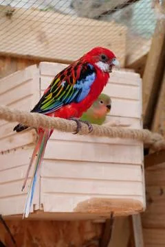 Beautiful multi-colored parrot opened its mouth and screams Foto stock