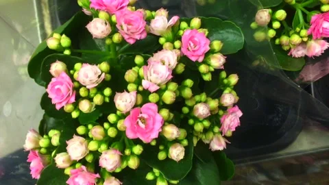 Beautiful multi-colored pelargonium in flower pots. Multicolored potted Stock Footage 146353679
