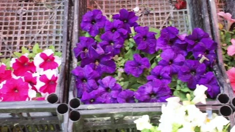 Beautiful multi-colored petunias in boxes Stock Footage 244056993