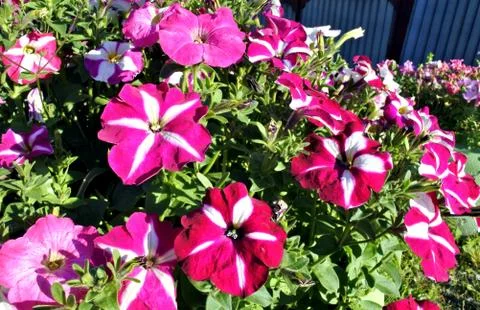 Beautiful multi-colored Phlox Stock Photos