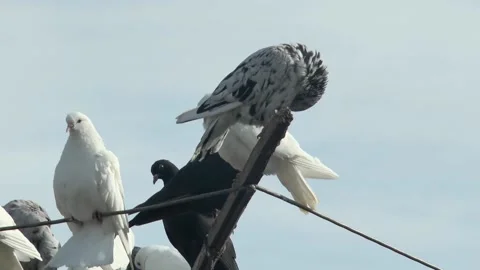 Beautiful multi-colored poller pigeons are resting on a swinging pigeon ante Vídeos de archivo 220170261