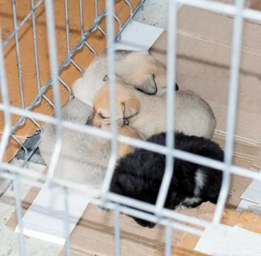 Beautiful multi-colored puppies sleep in a shelter Stock Photos