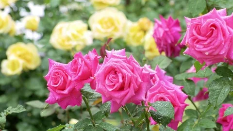 Beautiful, multi-colored rose garden in rain Stock Footage 78873931