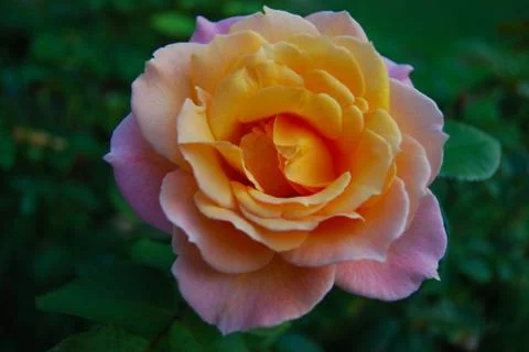 Beautiful multi-colored rose Stock Photos