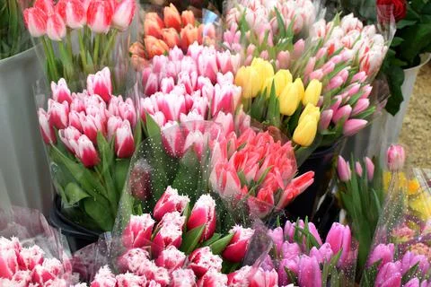 Beautiful multi-colored spring tulips are sold at the flower market on the Da Stock Photos