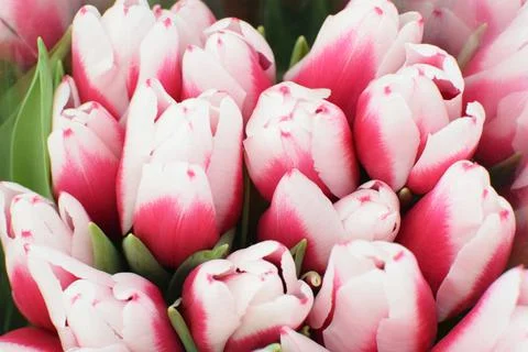 Beautiful multi-colored spring tulips are sold at the flower market on the Da Stock Photos
