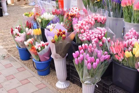Beautiful multi-colored spring tulips are sold at the flower market on the Da Stock Photos