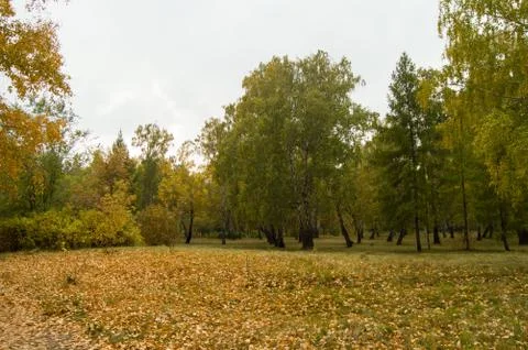 Beautiful multi-colored trees and the background in the city autumn Park Fotos Stock